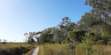 Wildflower Nature Bathing Walk, Mooloolah River National Park - Sep 13
