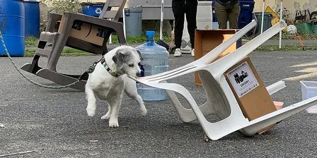 September Intermediate Nosework (Lvl 4-5) in West Roxbury
