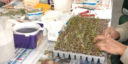 Plants from Plants - Spring Propagation Workshop