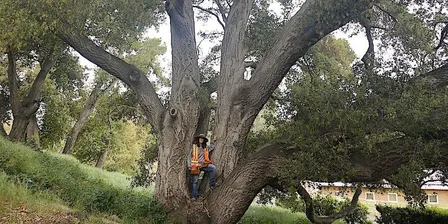 Understanding Oaks: a Tree Walk and Talk with Alison Lancaster — October 24, 2026