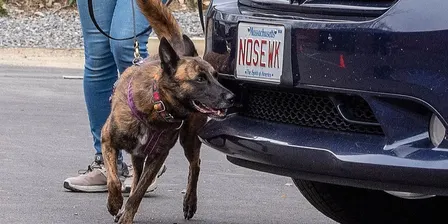 September Advanced Nosework Monday in West Roxbury