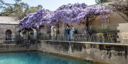 Wisteria Bloom: Special Courtyard Access at Montsalvat