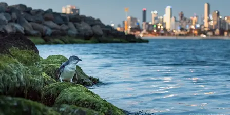 Penguin Patrol School Holiday Program - September