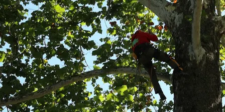 2026 Indiana Arborist Association Tree Climbing Championship