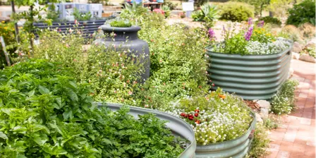 Gardening Workshop: Dig into Healthy Ageing with LiveUp