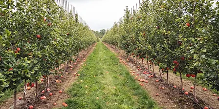 Postdocs Apple Picking 2026