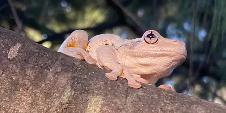 2026 FrogWatch Census Training Wildbark, Mulligans Flat