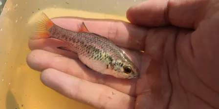 Fish Survey