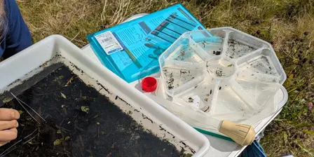 River fly monitoring - Staffs Uni Nature Reserve