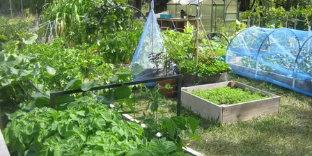 Growing Seasonal Vegetables