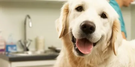 First Aid for Pets (10 - 14 years) Spring