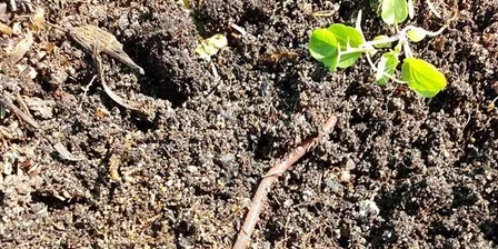 Soil 101 and Preparing for Summer
