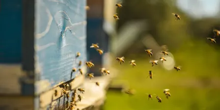 Beekeeping Experience