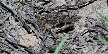 2026 FrogWatch Census Training Jerrabomberra Wetlands
