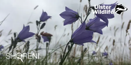 ShoreNI Wildflower Walk at Whitehead