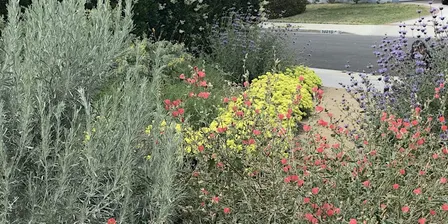 3-Part California Native Garden Design with Carol Armour Aronson - Nov 20, 2026