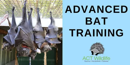 Advanced Flying-fox Pup Training