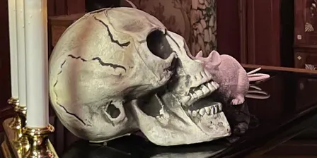 Halloween Gala: Ritual & Celebration at the Mazza Castle