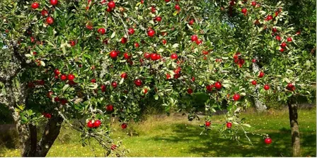 Growing Fruit Trees