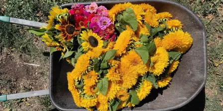 CERES 30s and 40s Weed Dating November 2026