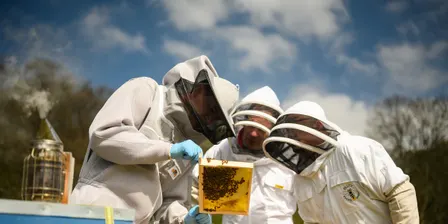 Beginners Beekeeping