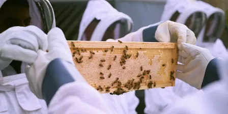 Meet the Bees - Guided Tour of the Centennial Park Bees & Honey Tasting - 2026