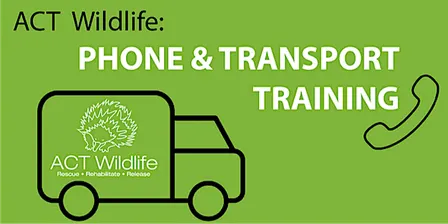 Phone and Transport