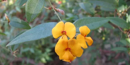 Wildflower Walk in the Wolli Creek Regional Park