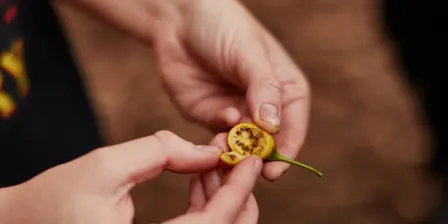 kipli takara / Bush Tucker Tour