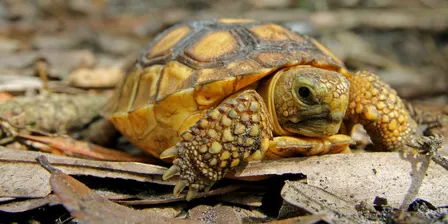 Gopher Tortoise Guided Walks