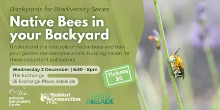 Native Bees in your Backyard