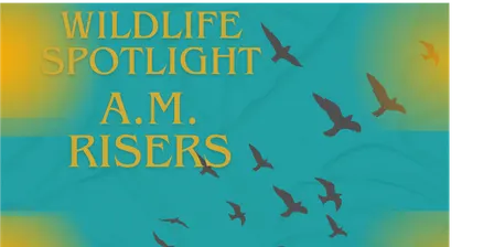 Wildlife Spotlight: A.M Risers Coastal Adventure at Neal Preserve
