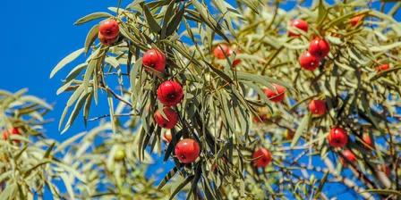 Spring Fruities - Preserving Native Fruits