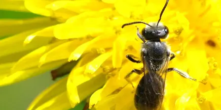 Wollert Pollinator Count