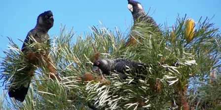 Guided Nature Walk at Garvey Park