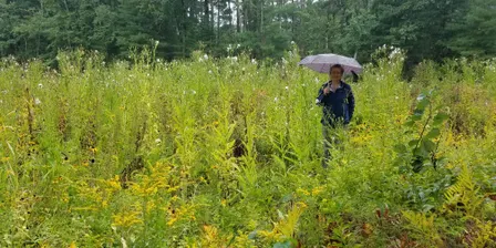 Gowing's Swamp Invasives Pull