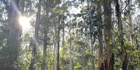 Forest Therapy