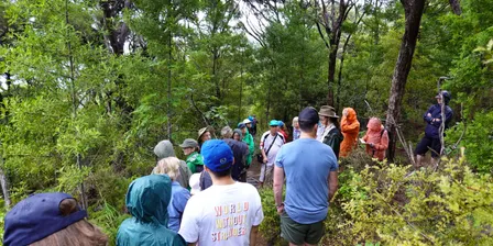 Dingle Dell, St Heliers | Guided Ranger Walk