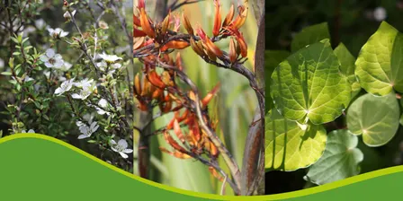 Rongoa Māori Workshop - Native Medicinal Plants for Wellbeing