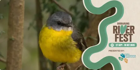 Guided Bird Walk at Wilson Reserve