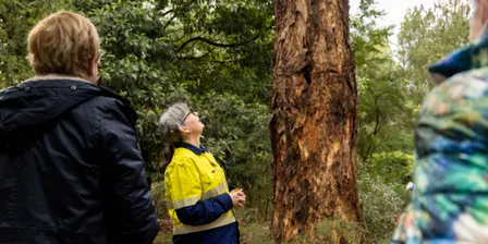 Maranoa Botanic Gardens Celebration Guided Eucalypt Walk 1pm