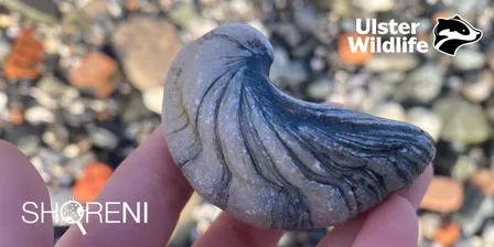ShoreNI Fossil Walk at Larne