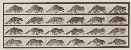 Museum of Raccoons - September 19th Reservable Hours