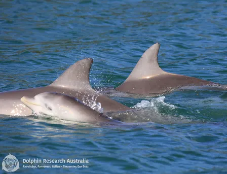 Gold Coast Dolphin Watch Survey & Field Training Workshop - Point Danger, QLD