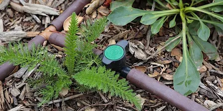 Irrigation Basics for Native Plants with Erik Blank — October 24, 2026