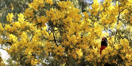 Secrets of the Seed: Exploring South Australian Plant & Seed Science