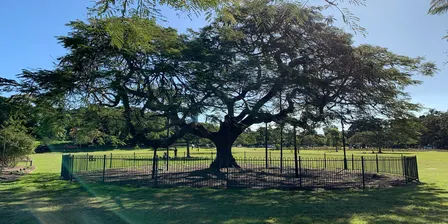 Free Yoga in New Farm Park. 19Jul - 13Dec - 2026
