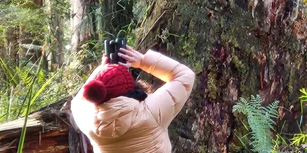 3 hour Forest Therapy Sherbrooke Forest Dandenong Ranges 2026