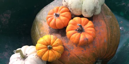 Autumn Embroidery Workshop