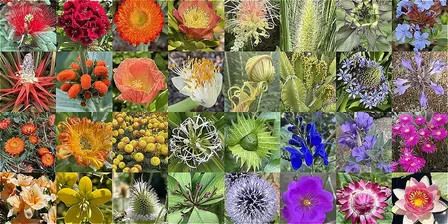 Queer Botany
